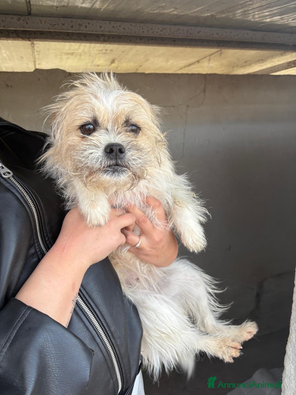 Meticcio cani CAGNOLINA TG PICCOLA - Annuncio 18