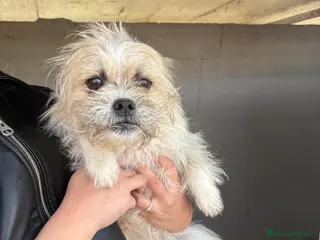 Meticcio cani CAGNOLINA TG PICCOLA - Annuncio 18