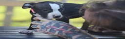 Pitbull cani in vendita: Cuccioli Pit Bull con pedigree anche a rate - Annuncio 5