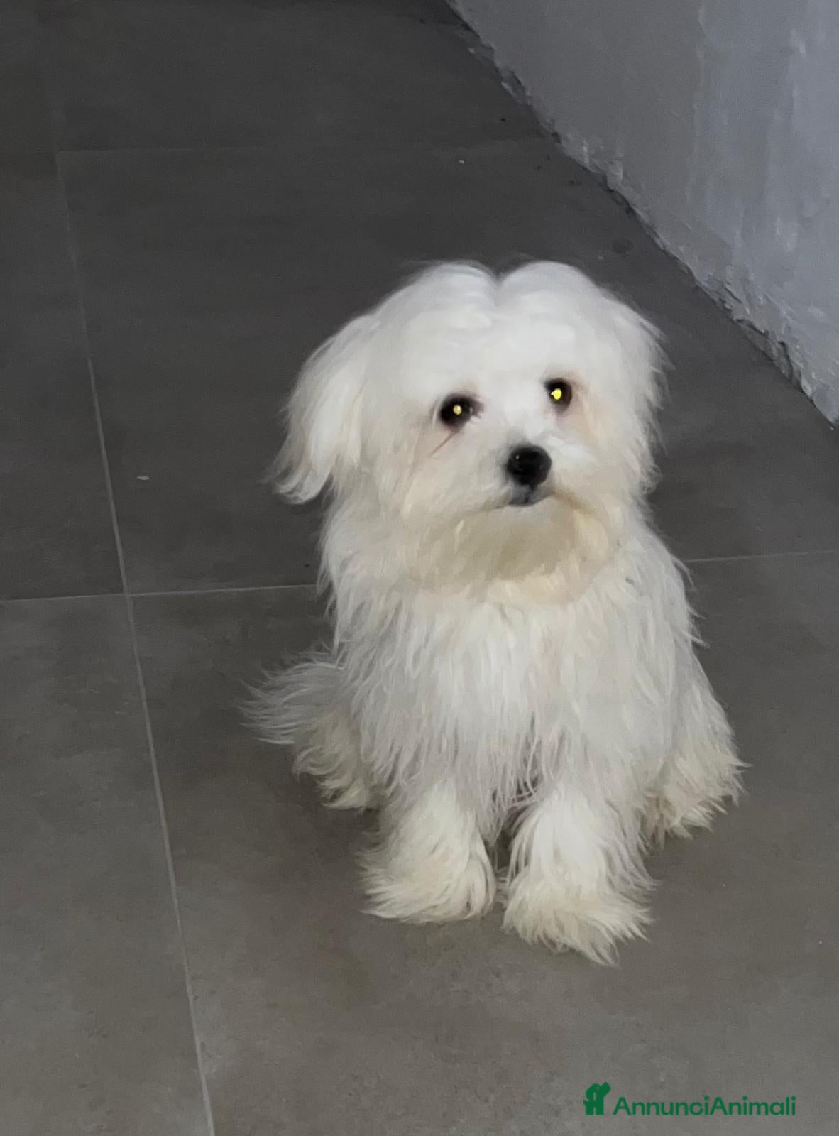 Maltese cani Maltesi - Annuncio 25