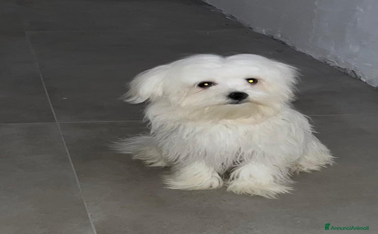 Maltese cani - Annuncio 17