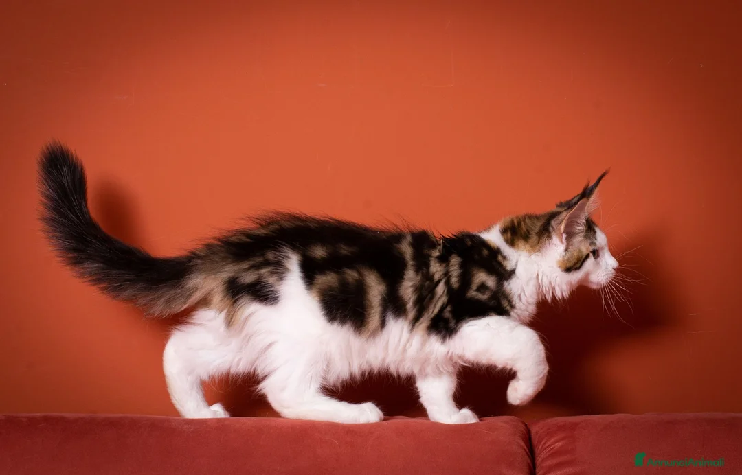 Maine Coon gatti in vendita: Mainemarie Quart - Annuncio 10
