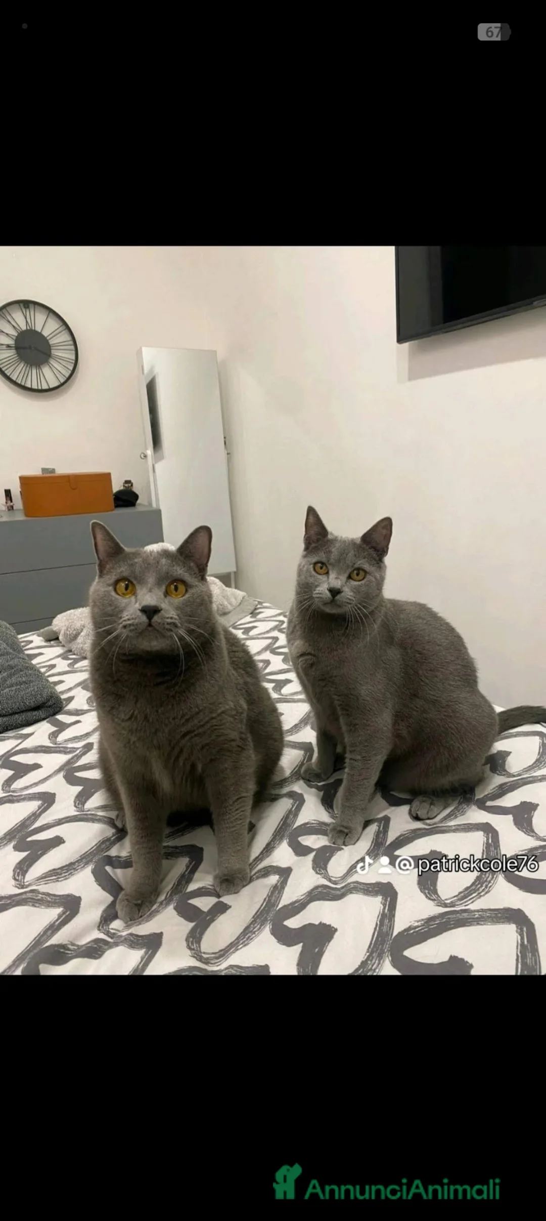 Certosino gatti per accoppiamento: GATTO CERTOSINO X MONTA  - Annuncio 2