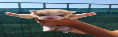Husky 1