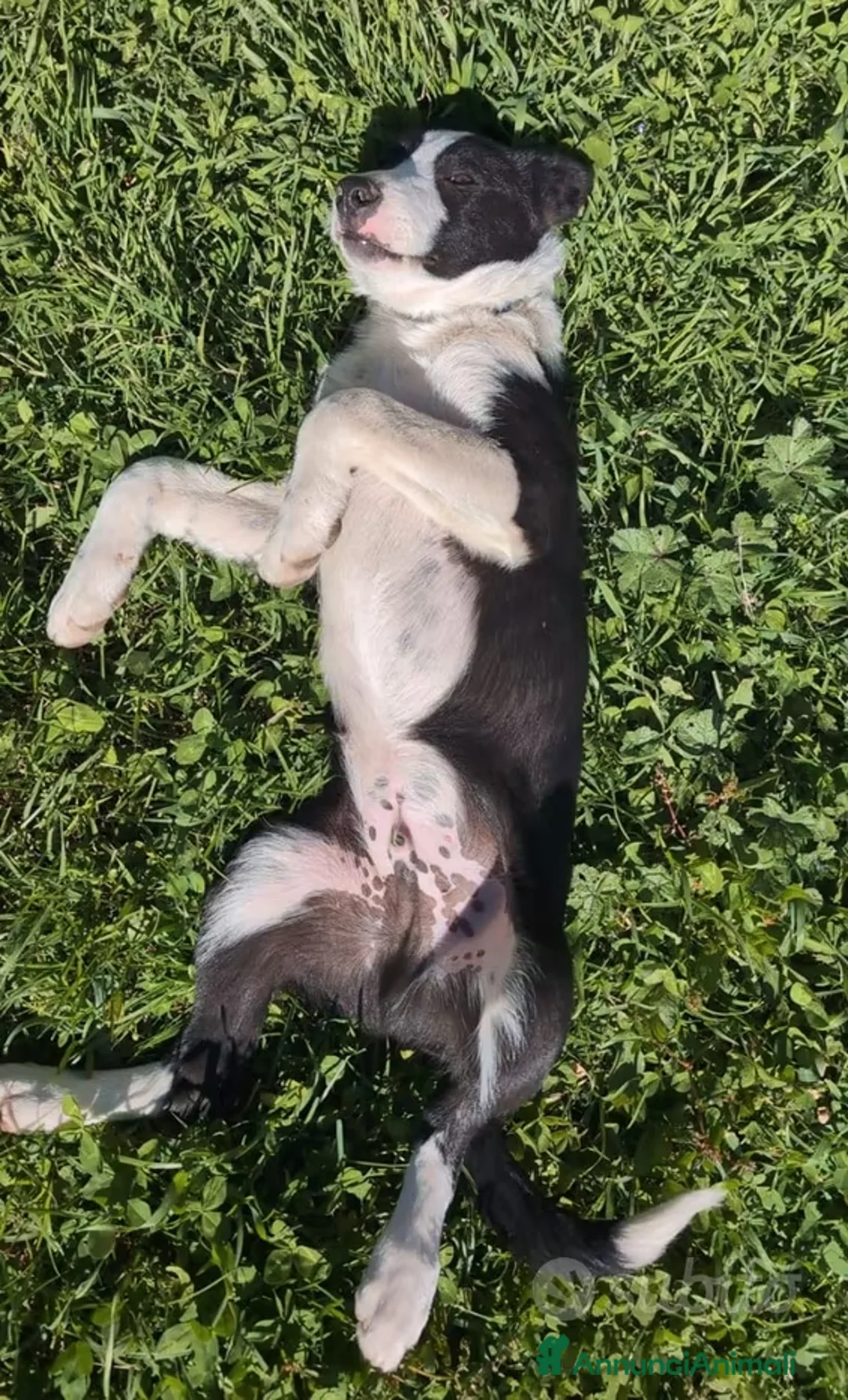 Border Collie cani in vendita: Vendo Border Collie a pelo corto - Annuncio 5