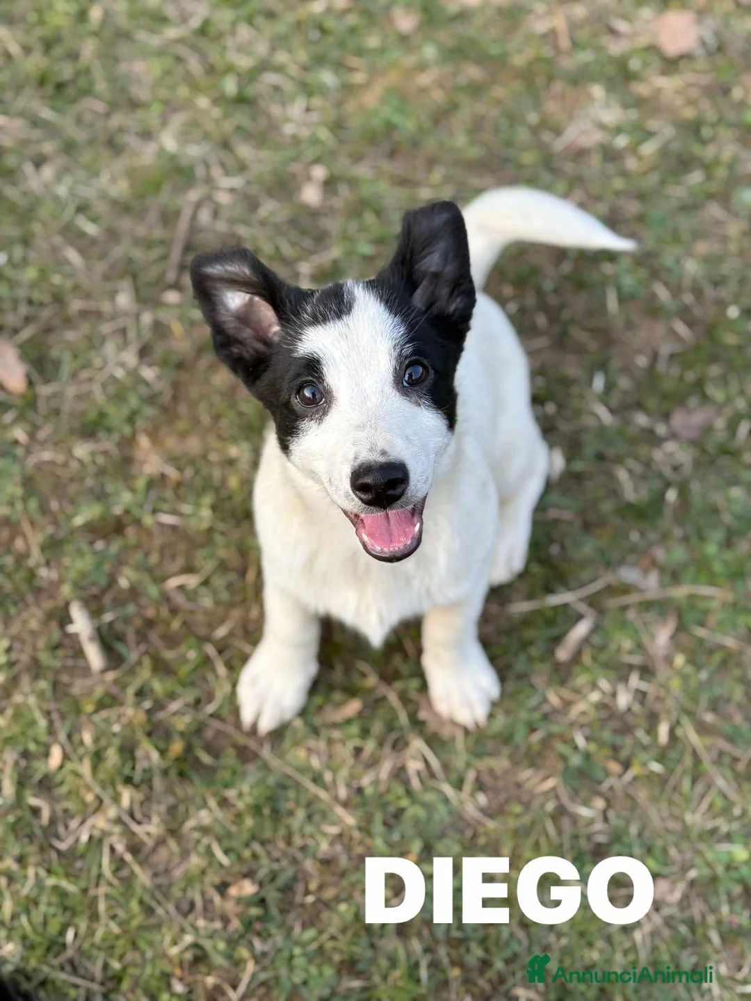 Meticcio cani in regalo: DIEGO, nanetto fifoncello. TG PICCOLA, zampacorta - Annuncio 6