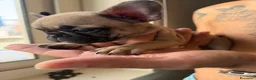 Bulldog Francese cani in vendita: Bulldog francese a Città metropolitana di Catania - Annuncio 9