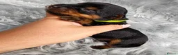Meticcio cani in vendita: ✨Splendidi Yorkshire Terrier✨ - Annuncio 14