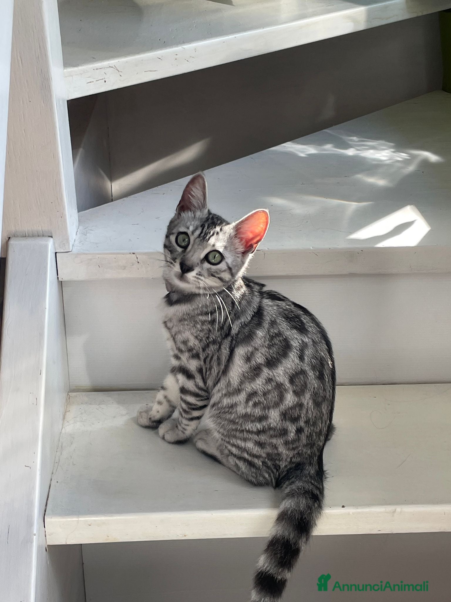 Bengala gatti Cuccioli bengala disponibili su prenotazione  - Annuncio 3