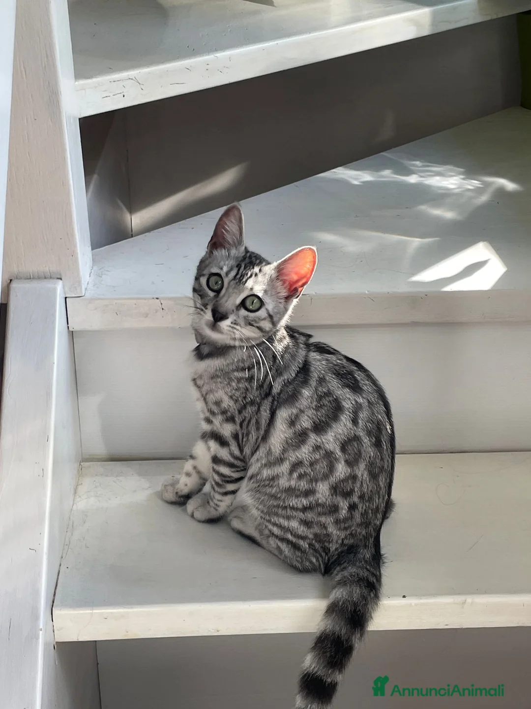 Bengala gatti in vendita: Cuccioli bengala disponibili su prenotazione  a Provincia autonoma di Bolzano - Alto Adige - Annuncio 1