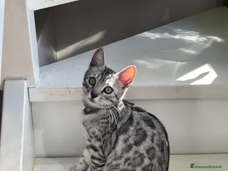 Bengala gatti Cuccioli bengala disponibili su prenotazione - Annuncio 1