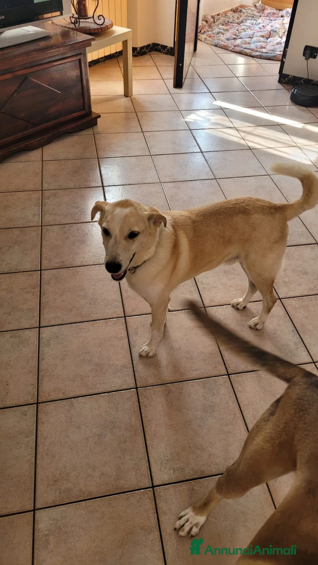 Meticcio cani in regalo: Splendido meticcio - CHARLIE - Annuncio 7