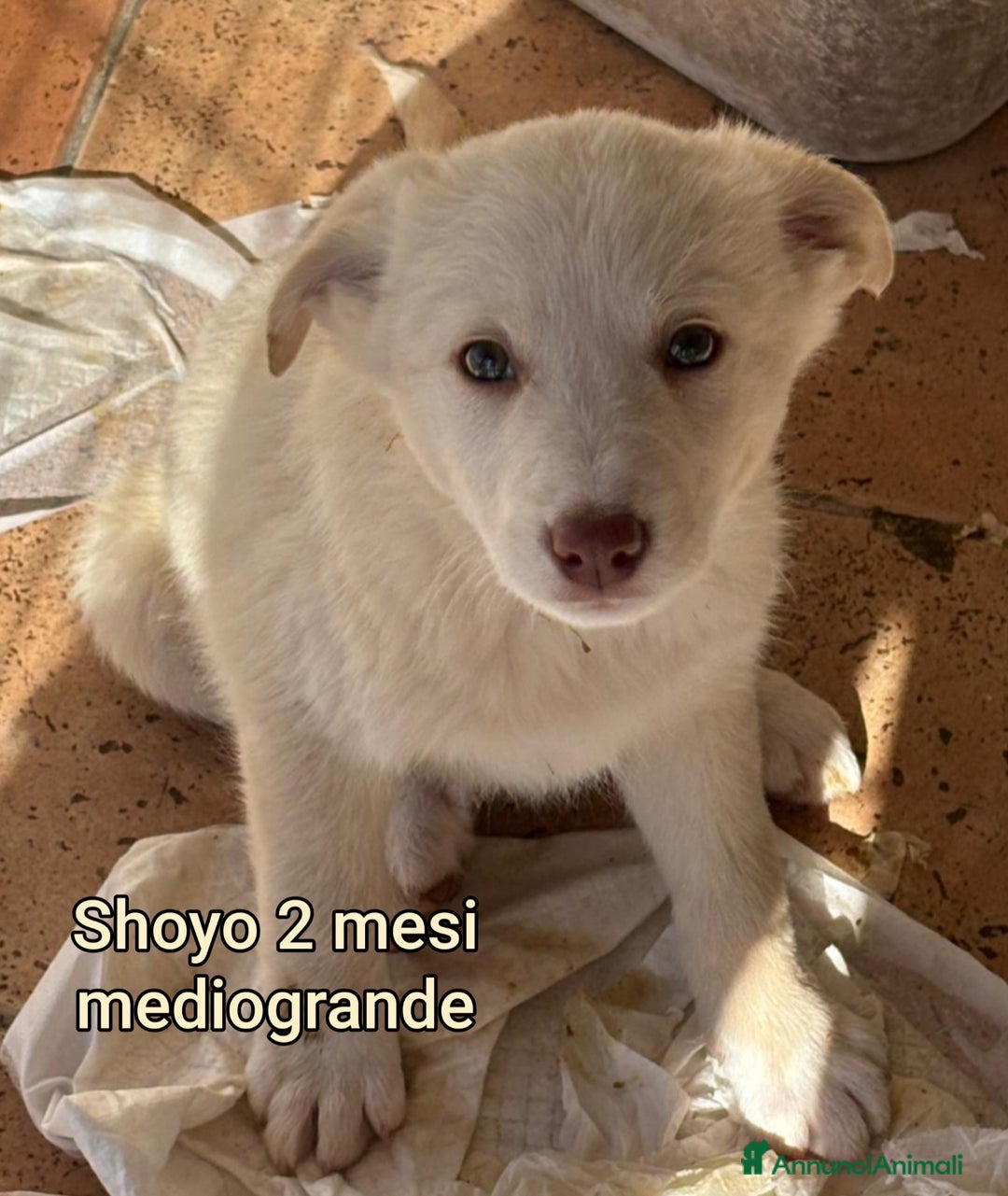 Meticcio cani in regalo: SALVA LA VITA AD UN CUCCIOLO! - Annuncio 8