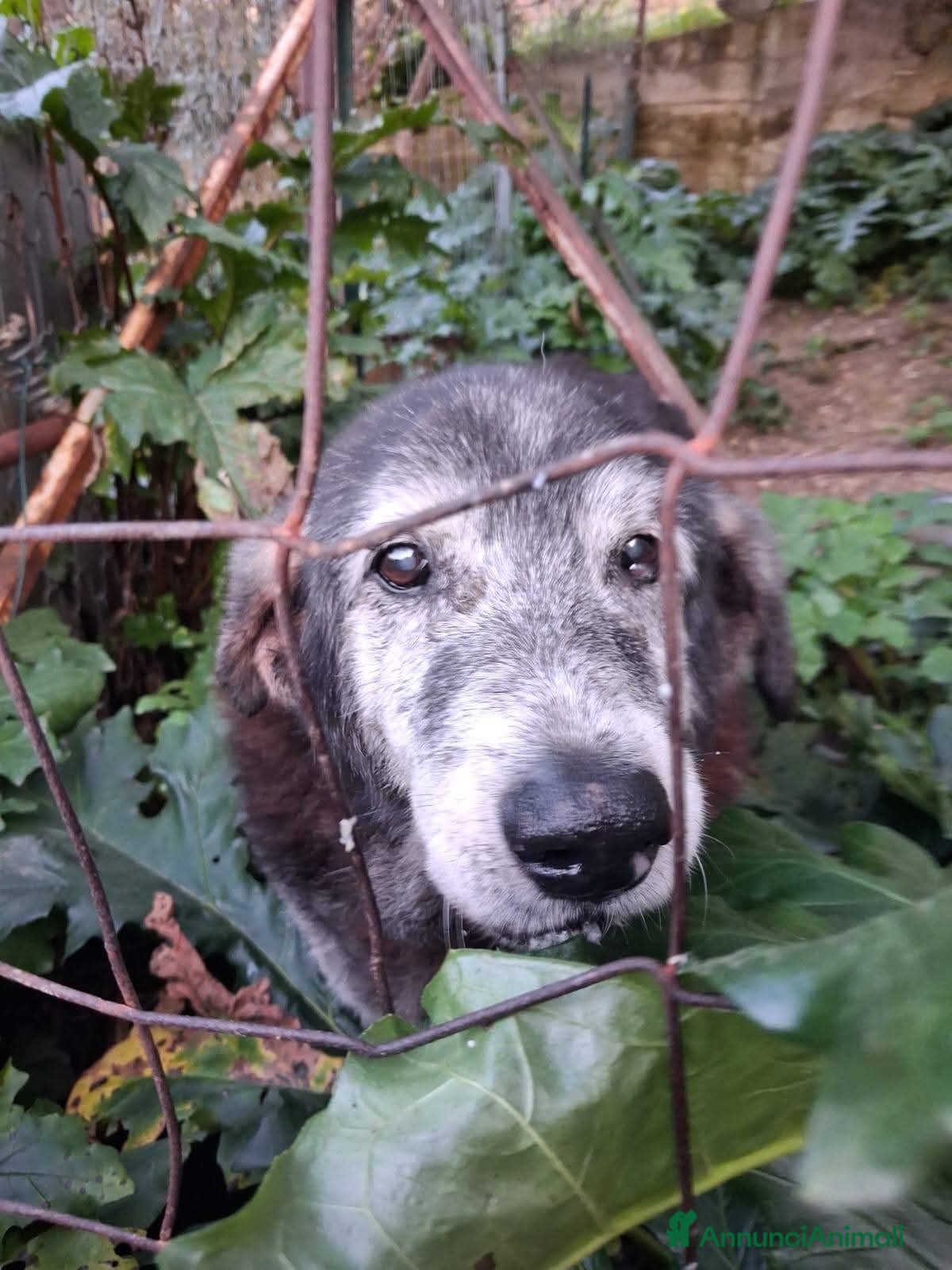 Meticcio cani ADOZ.DEL💔: abbandonato incampagna cn cibo ogni2gg - Annuncio 34