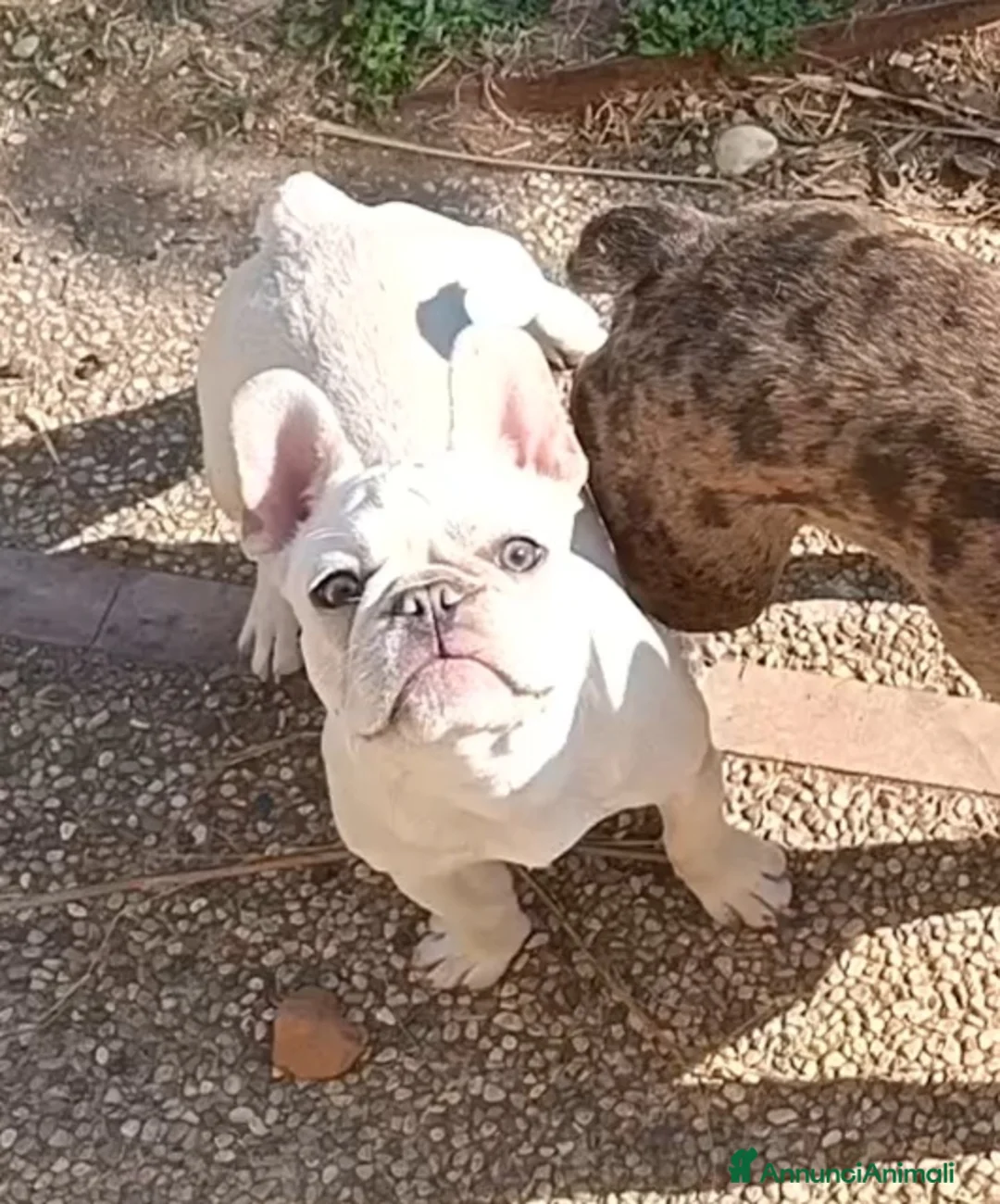 Bulldog Francese cani in vendita: Bulldog francese a Provincia di Vicenza - Annuncio 2