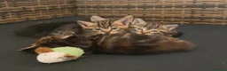 Maine Coon gatti in vendita: Cuccioli mix Mainecoon ed Europei  - Annuncio 2