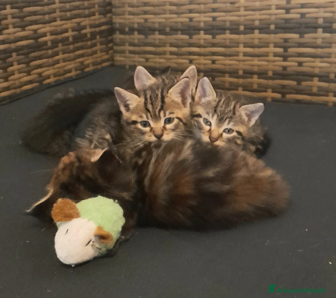 Maine Coon gatti in vendita: Cuccioli mix Mainecoon ed Europei  - Annuncio 2