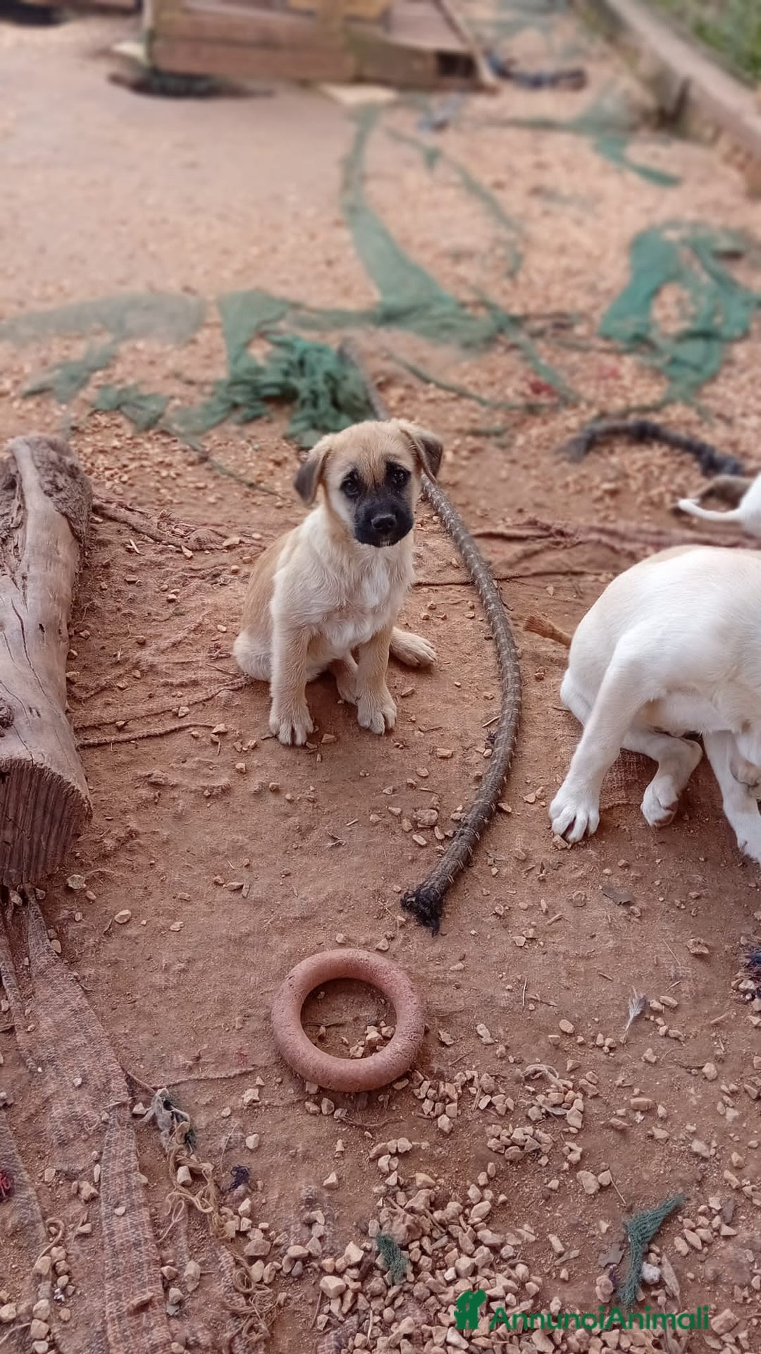 Altre razze cani in regalo: lord  - Annuncio 3