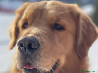 Golden Retriever cani Golden Retriever maschio per accoppiamento - Annuncio 4