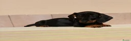 Bassotto cani in vendita: Bassotto  - Annuncio 5