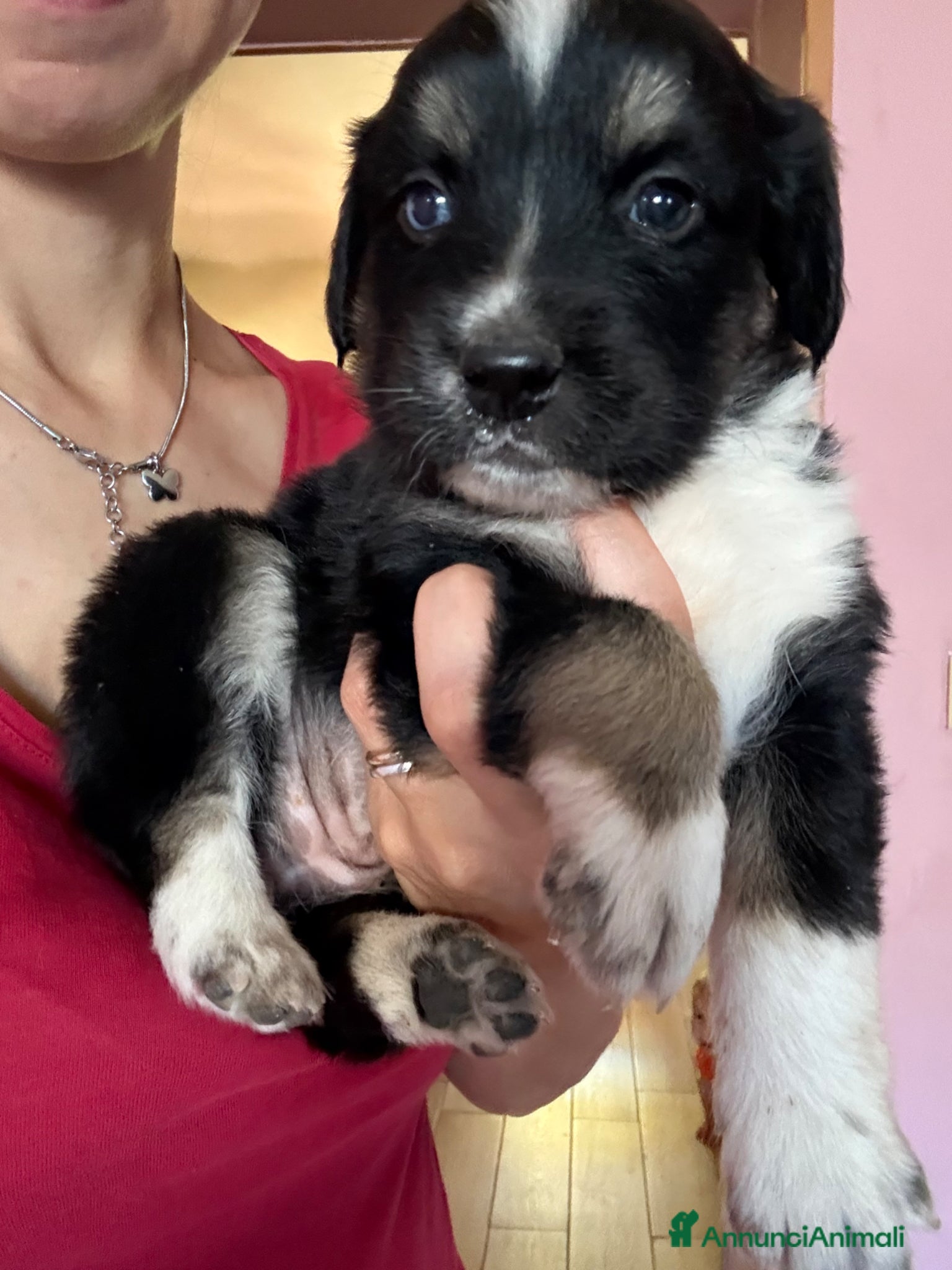 Meticcio cani in regalo: Regalo cuccioli di cane meticci  a Provincia di Chieti - Annuncio 4
