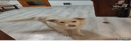 Meticcio cani in regalo: Mia 2mesi e 1/2 tg media futura SOS CASA SICILIA - Annuncio 2