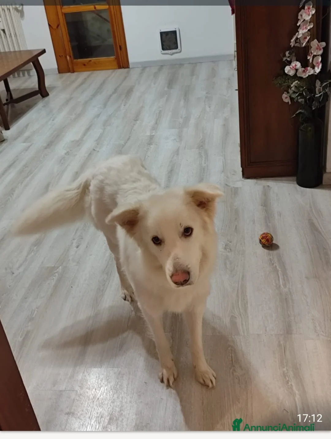 Meticcio cani in regalo: Mia 2mesi e 1/2 tg media futura SOS CASA SICILIA - Annuncio 2