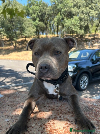 Staffordshire cani a Città metropolitana di Roma Capitale - Annuncio 3