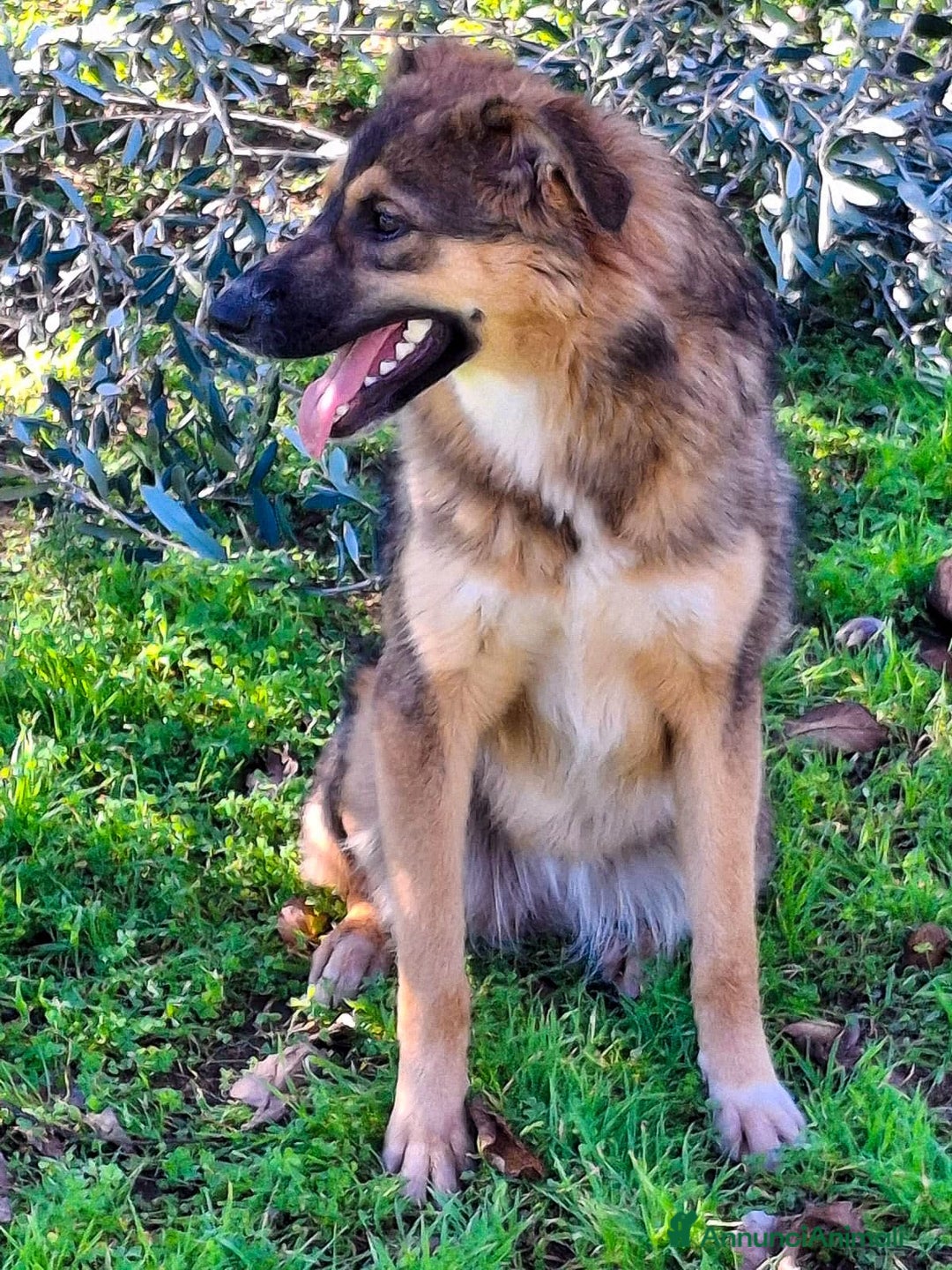 Meticcio cani in regalo: BRENDA 🩷 - cucciola tenerissima cerca casa 🥺😍 - Annuncio 4