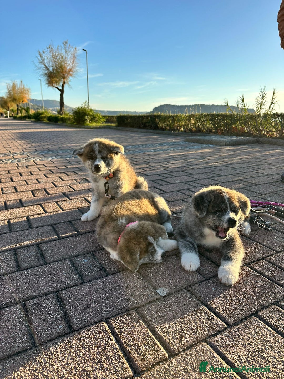 Akita Inu cani in vendita: Vendesi cuccioli Akita Inu ALTA GENEALOGIA  - Annuncio 4