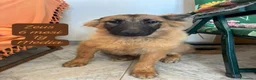 Meticcio cani in regalo: Cuccioli, non hanno chiesto di nascere  a Provincia di Brescia - Annuncio 3