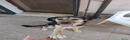 Pastore Tedesco cani in regalo: Ciao a tutti da Remì!Splendido Simil pastore (CT) - Annuncio 11
