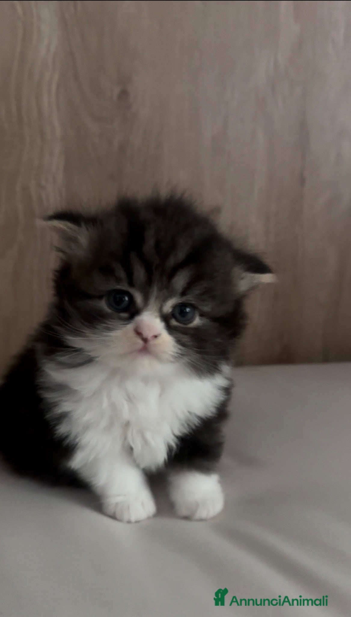 Scottish gatti Highland Scottish  - Annuncio 1