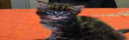 Maine Coon gatti in vendita: Vendo cuccio Maine Coon senza pedigree - Annuncio 12