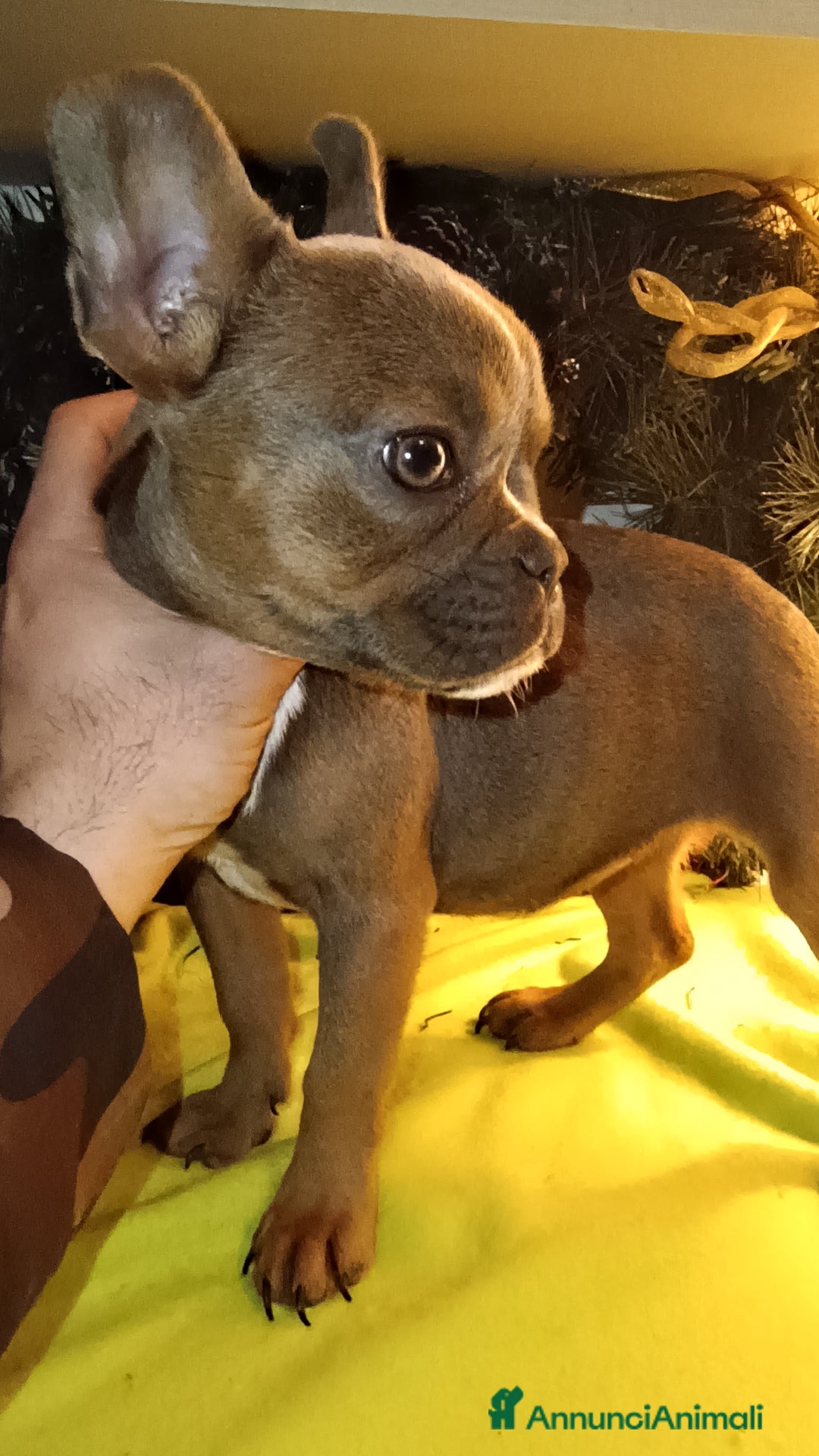 Bulldog Francese cani in vendita: Bulldog francesi esotici - Annuncio 5