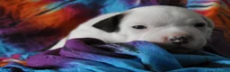 Staffordshire cani in vendita: Staffordshire bull terrier  - Annuncio 5
