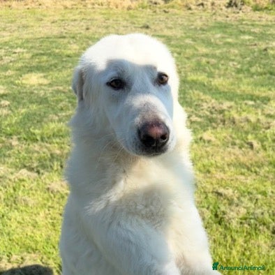Pastore Maremmano cani 🐾 IL GIGANTE BUONO: INCONTRA MURDOK 🐾 - Annuncio 1