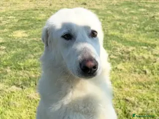 Pastore Maremmano cani 🐾 IL GIGANTE BUONO: INCONTRA MURDOK 🐾 - Annuncio 1