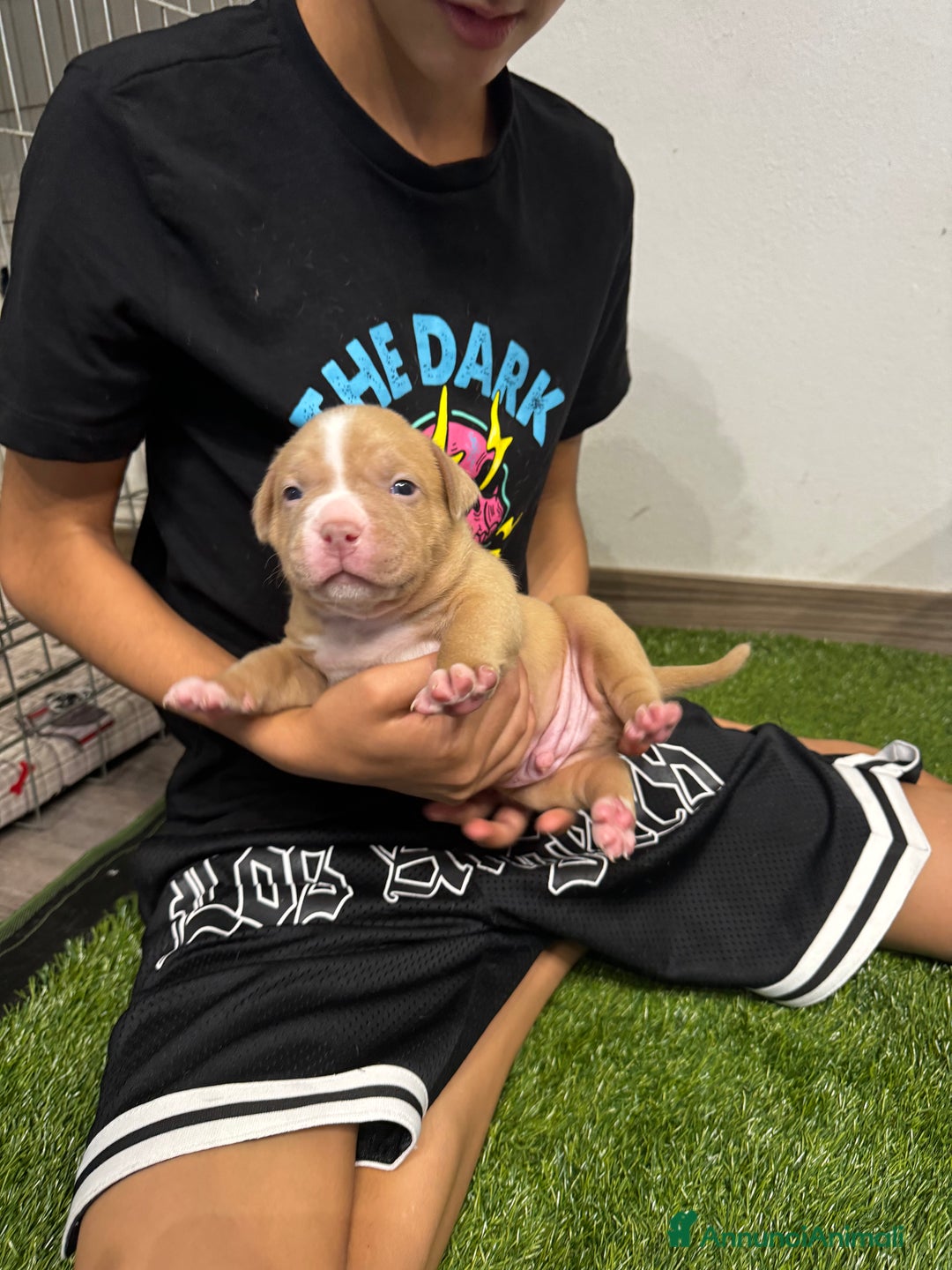 American Bully cani in vendita: Cuccioli di american Bully pocket  - Annuncio 5