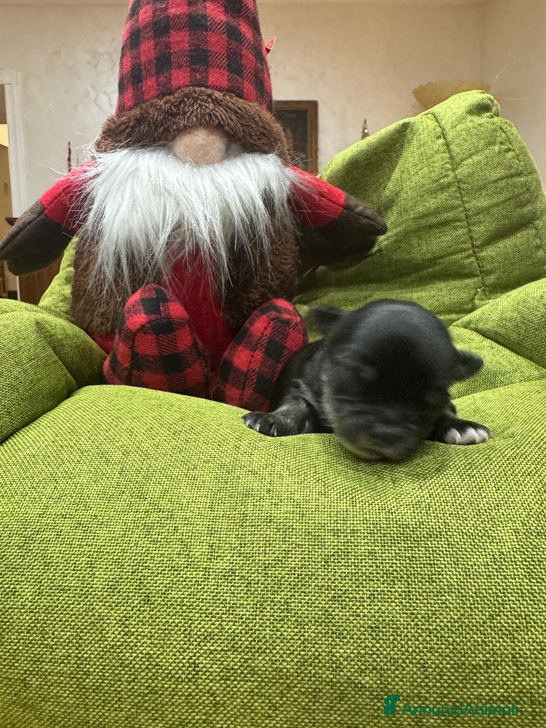 Chihuahua cani in vendita: Cuccioli Chihuahua pelo lungo - Annuncio 11