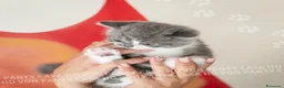British gatti in vendita: Cuccioli British Shorthair con Pedigree - Annuncio 3