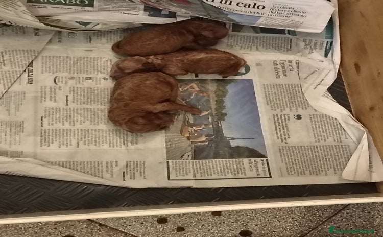 Barboncino Toy cani - Annuncio 6