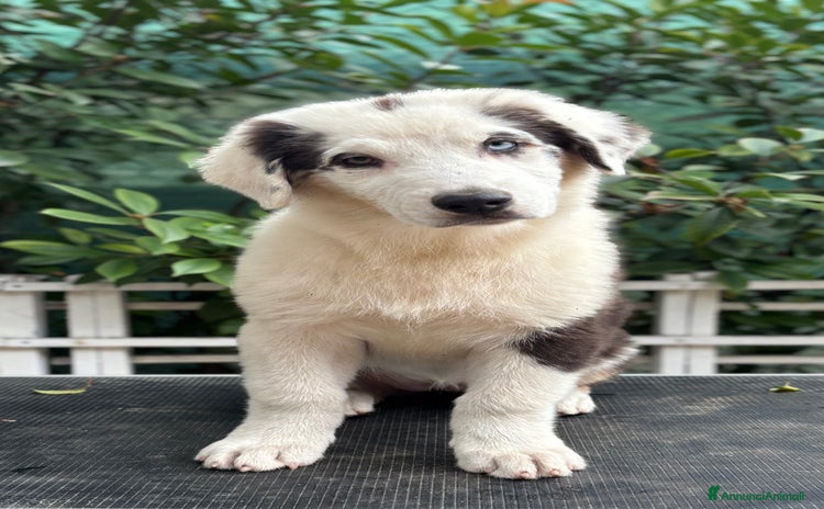 Australian Shepherd cani a Provincia di Vicenza - Annuncio 11