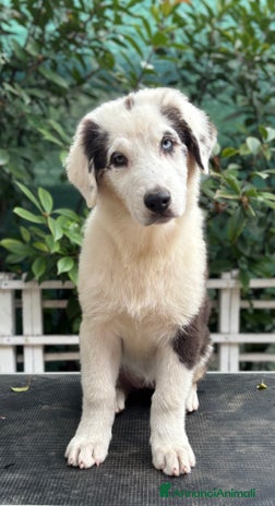 Australian Shepherd cani a Provincia di Vicenza - Annuncio 3