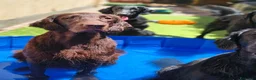 Flat Coated cani in vendita: Cuccioli flat coated retriever  - Annuncio 1