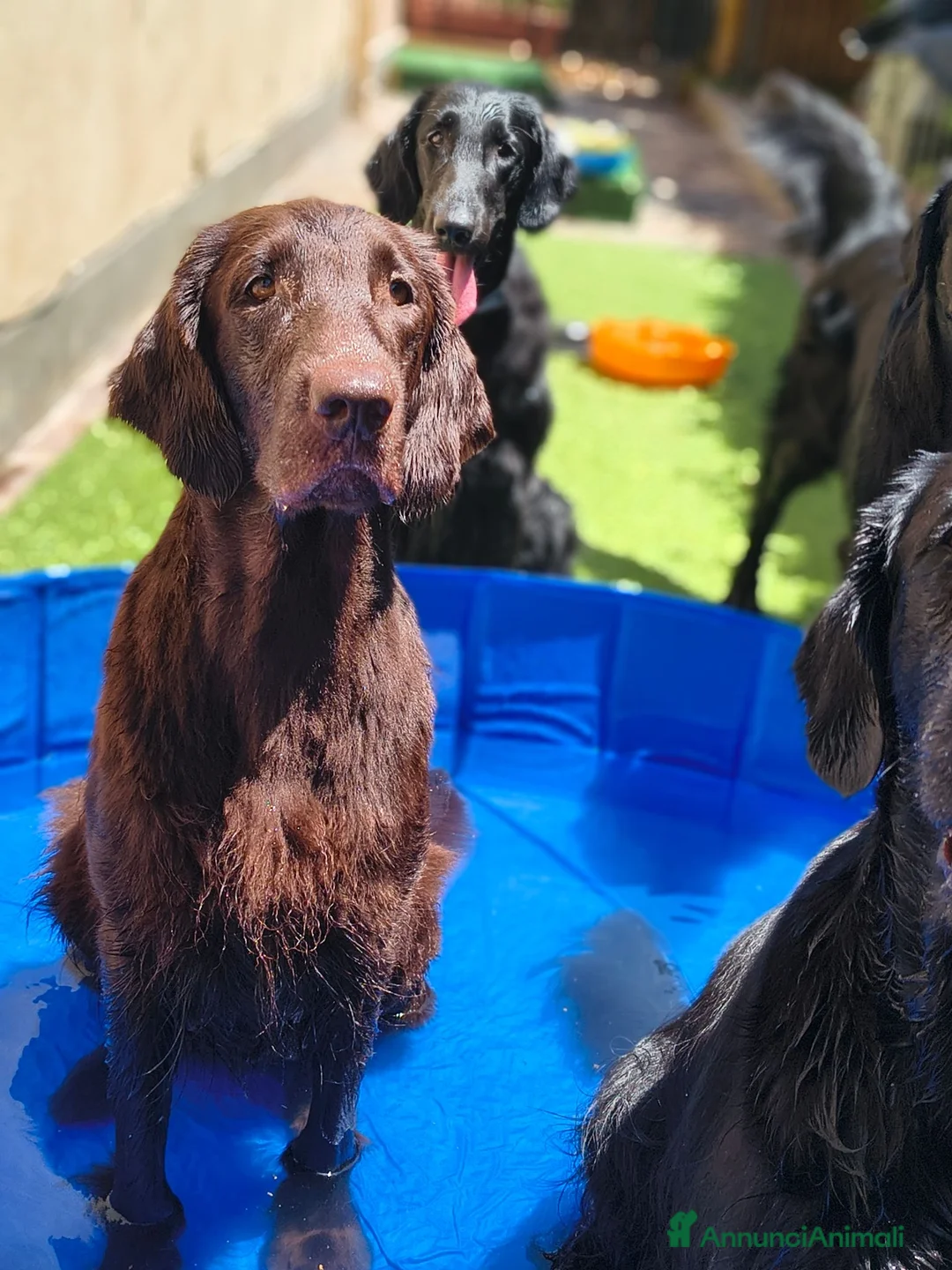 Flat Coated cani in vendita: Cuccioli flat coated retriever  - Annuncio 1