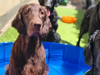 Flat Coated cani Cuccioli flat coated retriever - Annuncio 21
