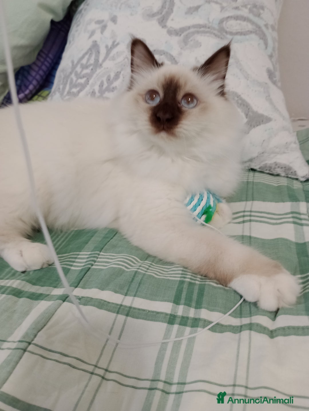 Sacro di Birmania gatti in vendita: Sacro di Birmania  - Annuncio 5