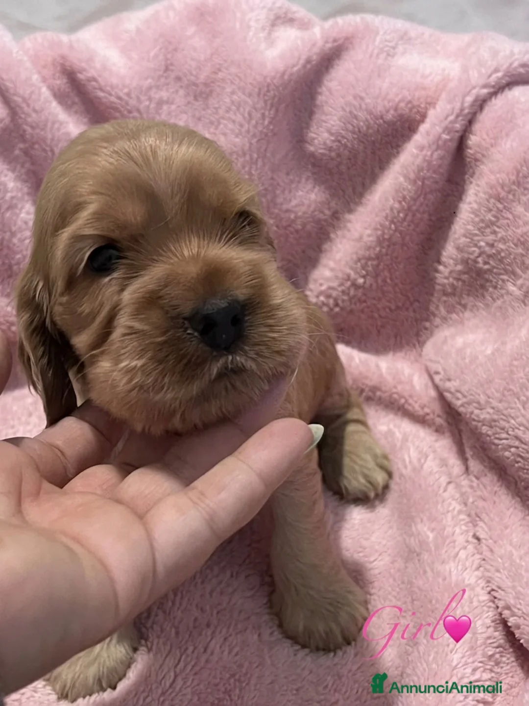 Cocker cani in vendita: Cocker cuccioli  - Annuncio 2