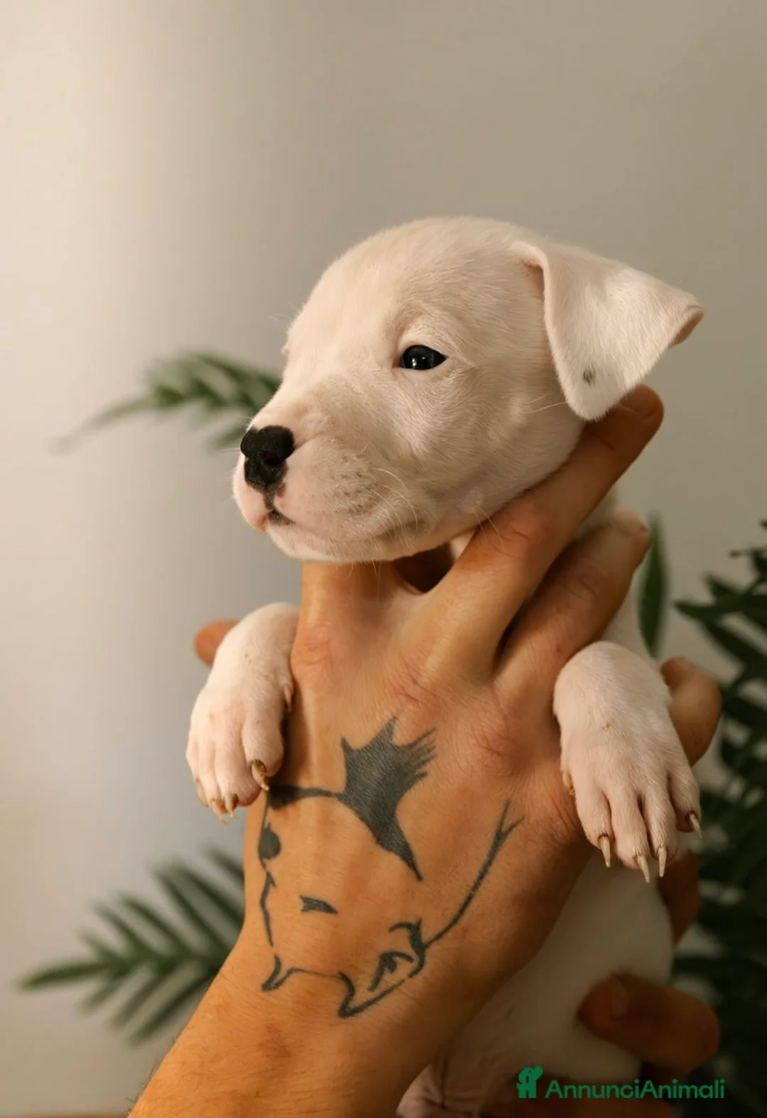 Dogo Argentino cani in vendita: CUCCIOLI DI DOGO ARGENTINO - Annuncio 9